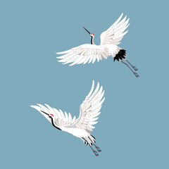 Two beautiful white cranes in flight on a blue background.