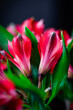 Red alstroemeria flowers on a black background
