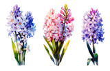 Watercolor of flowers hyacinth  collection. It's perfect for cards, patterns, flowers compositions, frames, wedding cards and invitations. Hand painted.