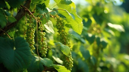 Poster - A bunch of green grapes hanging from a vine. Perfect for food and agriculture-related projects