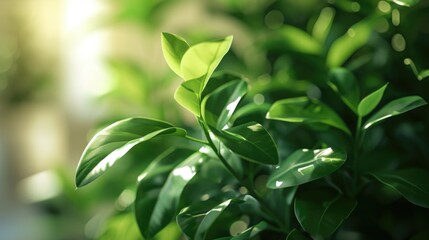 Poster - A close-up view of a plant featuring vibrant green leaves. Perfect for adding a touch of nature to any project