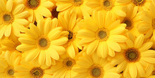 Yellow Daisies, In The Style Of Detailed Backgrounds
