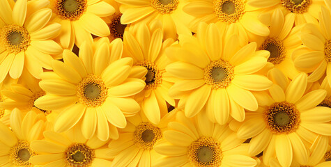 Wall Mural - yellow daisies, in the style of detailed backgrounds
