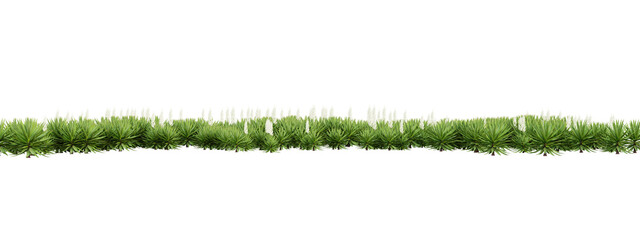 Cutout of green plant isolated on transparent background, png landscape design, 3d render illustration.