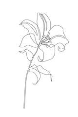 Wall Mural - Lily flower in continuous line art drawing style.