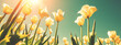 Tulips field in the spring. Yellow tulips blooming against blue sky. Horizontal banner