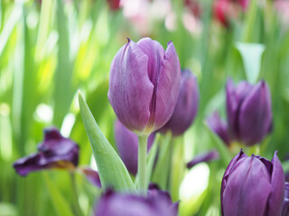 Wall Mural - Close up Purple tulip in the garden