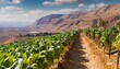 the salad trail in southern israel