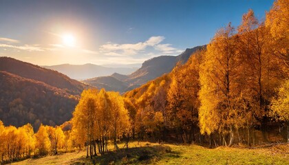 Wall Mural - yellow autumn forest in the mountains at sunset yellow trees in the evening sunlight