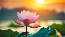 Lotus Flower In Sunset