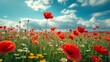 Beautiful natural background with poppy flower field and blue sky large copyspace area with copy space for text