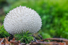 Beautiful Close-up Macro Photo From A Fungus, Lycoperdon Perlatum, Popularly Known As The Common Puffball