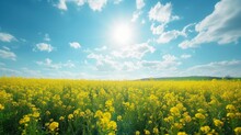 Beautiful Natural Background With Yellow Flower Field And Blue Sky Large Copyspace Area With Copy Space For Text