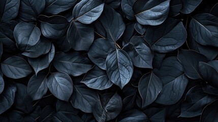 Textures of abstract black leaves for tropical leaf background.