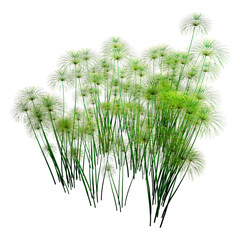 Sticker - 3D Rendering Papyrus Plants on White