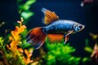 Close-up of graceful guppy fish swimming in colorful aquarium with lush underwater plants