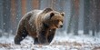 Brown bear in winter forest, walking. Snowfall, blizzard. Scientific name-Ursus arctos. Natural habitat, Generative AI