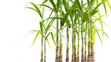 Sugar Cane Plant Isolated On White Background 