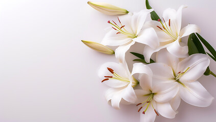 Wall Mural - white lilies on white background with copy space in t