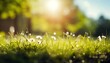 spring background with green grass and sunshine flare