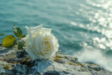 Fototapeta Boho - Single white rose on a rock on ocean background, outdoor funeral or wedding ceremony, tribute and scattering ashes in nature,condolences and sympathy card