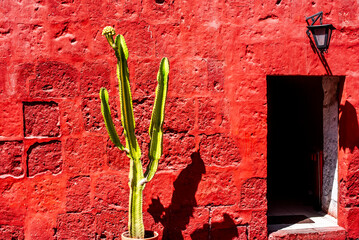 2023 8 15 Peru tree and red wall 2