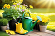 Spring background. Watering can, yellow rubber rain boots and blooming flowers on wooden terrace in sunny garden with green grass. Gardening hobby tools. Springtime, growing and caring for plants.