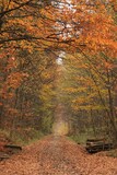 Fototapeta Las - Jesienna droga w lesie