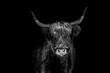 highland cow in front of black background as black and white poster