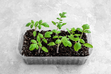 Wall Mural - Young tomatoes growing in plastic packaging. Home window gardening. Reusing packaging, zero waste concept.