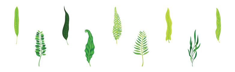 Wall Mural - Green Fern or Long Leaf with Stem as Foliage Vector Set