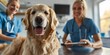 Young veterinarians using tablet with diagnosis software, examining obedient Golden Retriever on clinic table, Generative AI