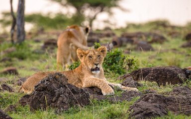 Wall Mural - lion cub ( panthera leo leo) enjoying the evening, olare motorogi conservancy, kenya.