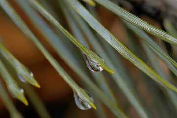 green needles with drops of water after rain