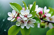spring branch of a blossoming apple tree flowers rain drops, abstract blurred background flowers fresh rain tree growing from the ground