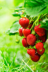 Harvesting of fresh ripe big organic red strawberry fruit in own garden. Banner with strawberry plants in a planthouse.