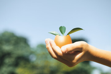 Wall Mural - Kid's hand holding repuposed eggshell transformed into fertilizer pot, symbolizing commitment to nurture and grow sprout or baby plant as environment social governance for future generation. Gyre