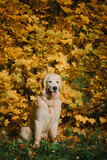 Fototapeta Pokój dzieciecy - A golden retriever walks along a yellow alley in the park in autumn. Active recreation, playing with dogs. A family dog. Shelters and pet stores
