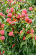 Dojrzałe, soczyste i zdrowe  owoce brzoskwini na drzewie