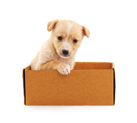 Canvas Print - Puppy in the box.