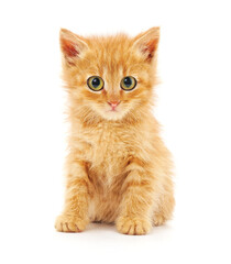 Poster - Red kitten with big green eyes.