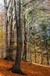 jesienny krajobraz leśny ze starymi drzewami 