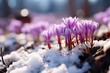 minimalistic design Crocuses - blooming purple flowers making their way from under the snow in early spring