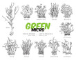 © sabelskaya - Engraved microgreens botanical vector set with titles, hand drawn natural watercress, clover, peas, amaranth salad herbs