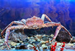 Huge live Kamchatka crab in the aquarium of the My Fish restaurant in Moscow, Russia. Delicacies from the sea. Red king crab. Paralithodes Camtschaticus