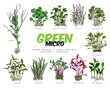Color microgreens botanical vector set with titles, hand drawn natural watercress, clover, peas, coriander salad herbs