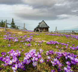 Wall Mural - Purple Crocus flowers on spring mountain hill