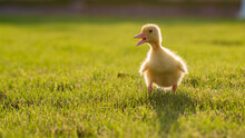 Duck In The Grass Sunset Sunrise