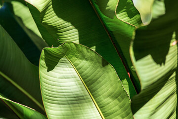 Green banana leaves illuminated by the sun in their natural environment, in the middle of the forest. Leaves with natural textures. Details of the plant with plenty of space and natural light.