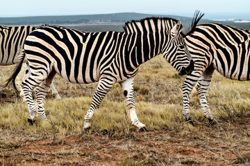 zebra in addo elephant national park, south africa